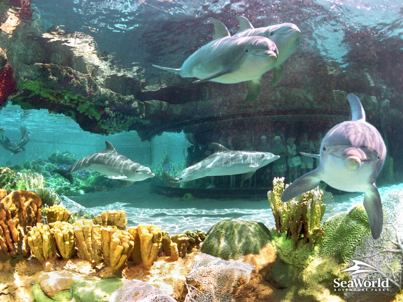 Dolphins in Aquarium — Blue, Serene