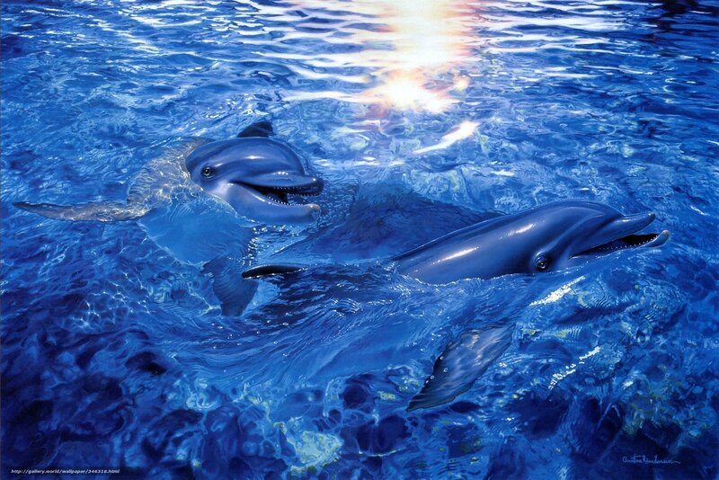 Dolphins in blue water