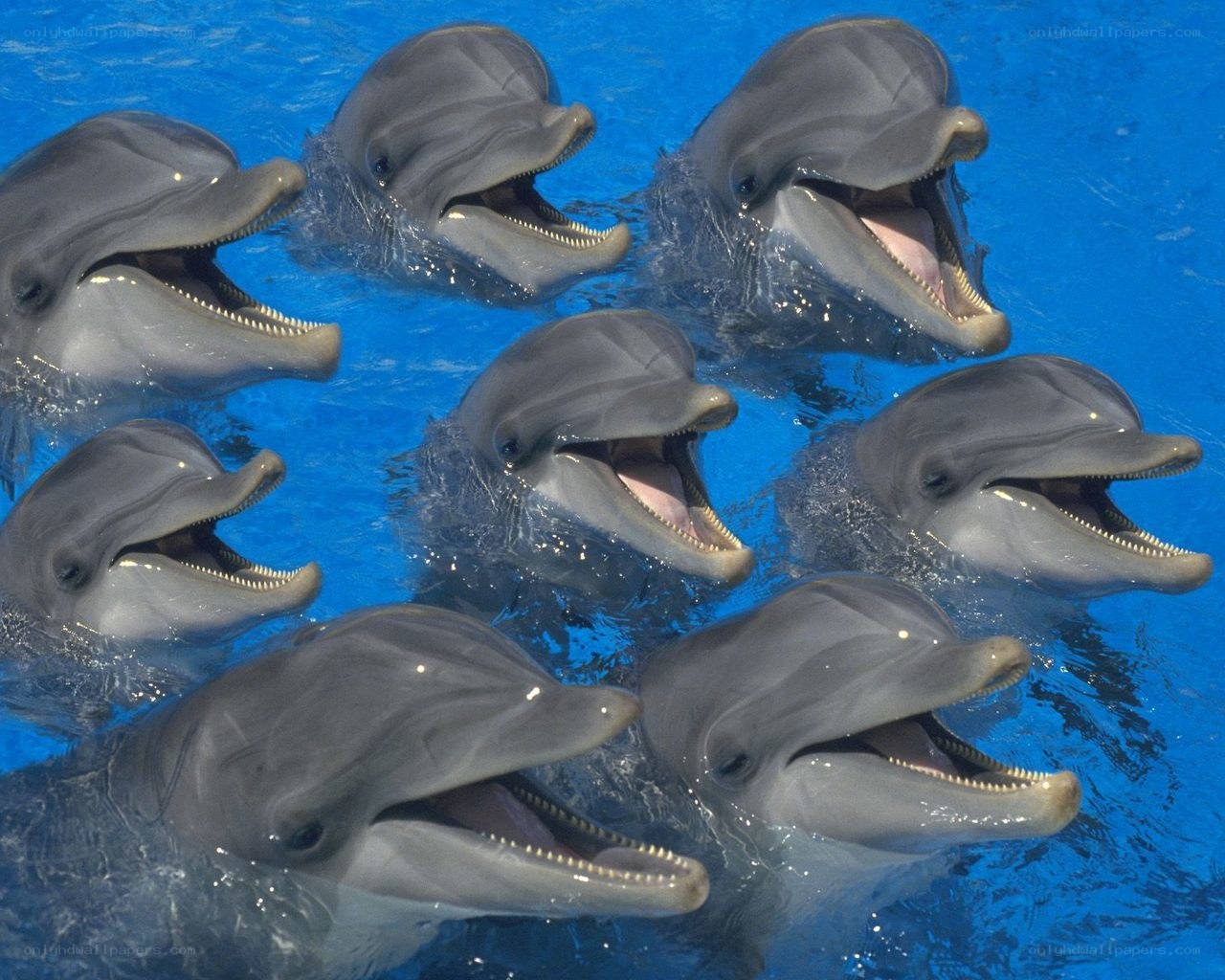 dolphins in blue water