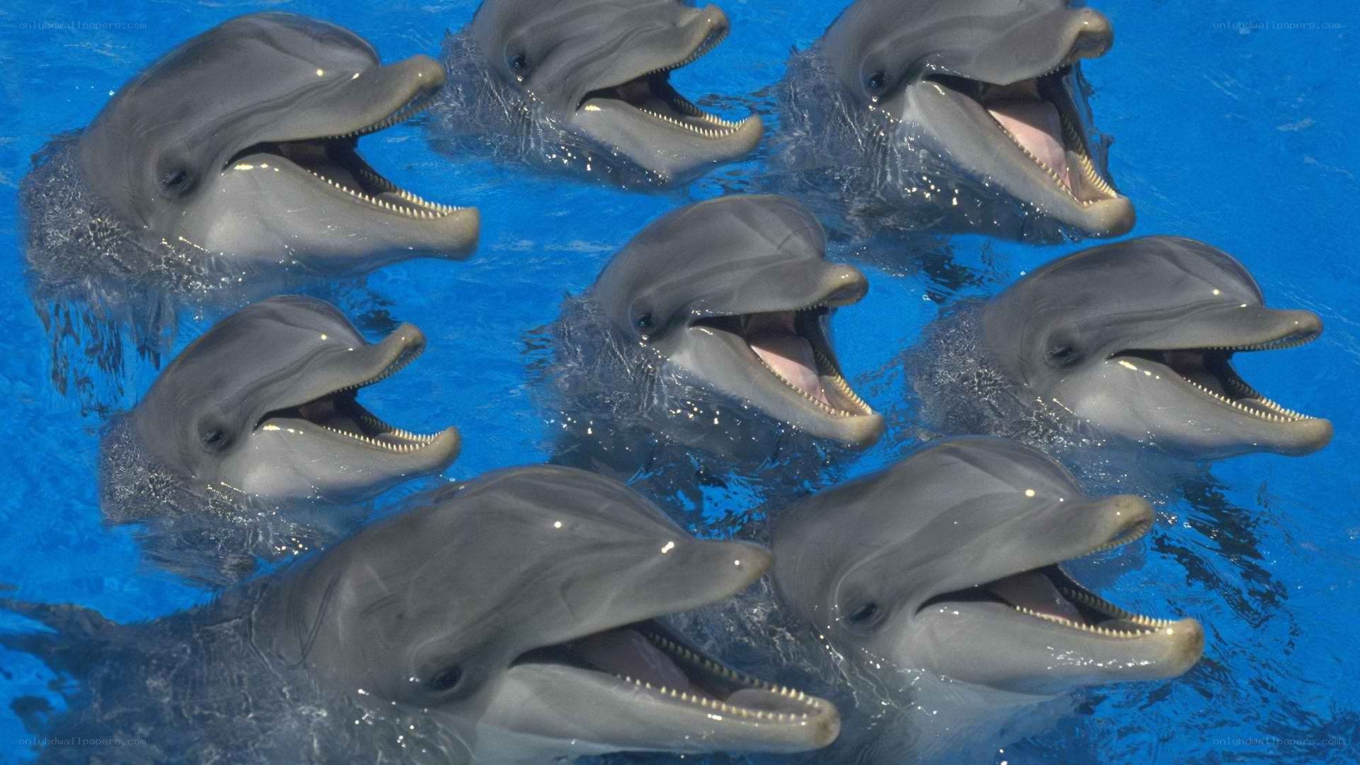 dolphins in blue water