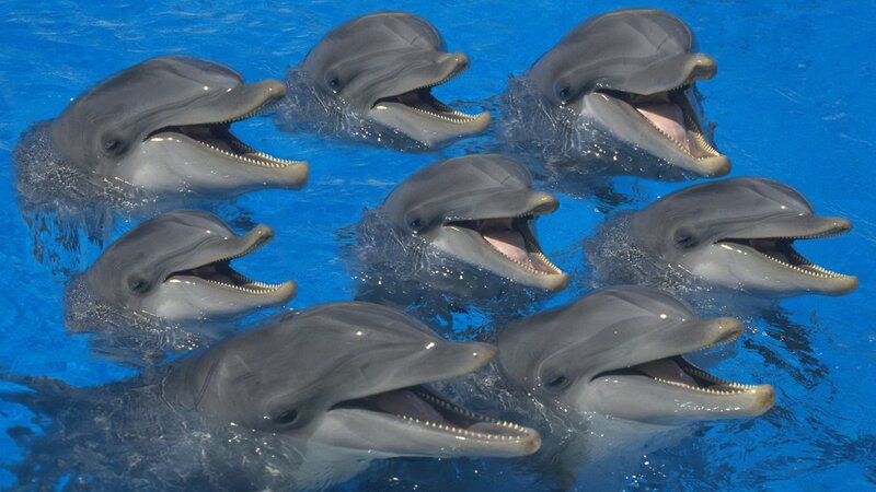 dolphins in blue water