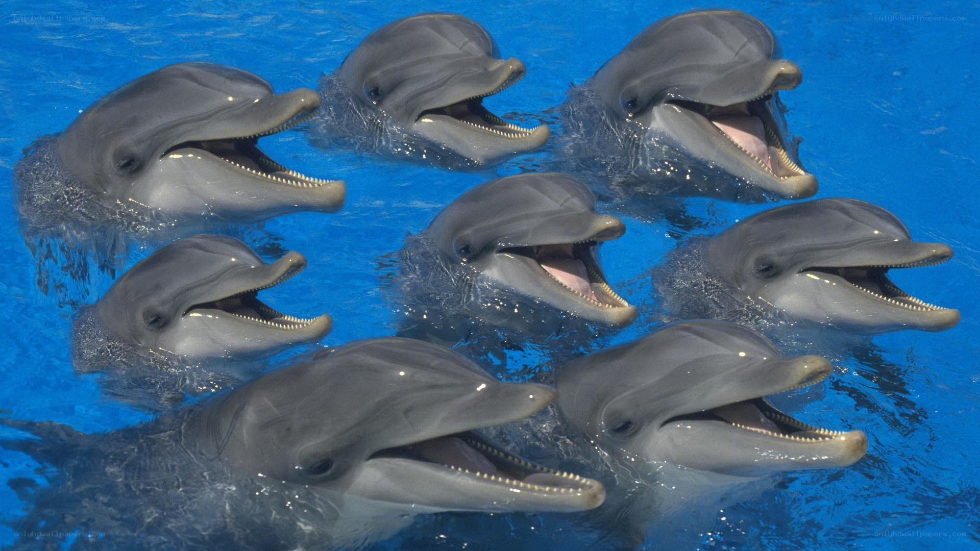 dolphins in blue water