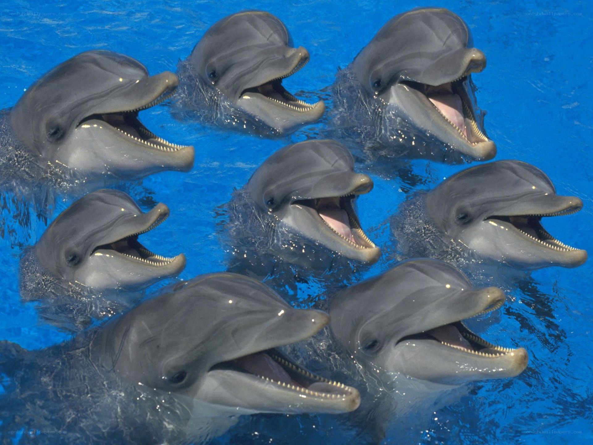 dolphins in blue water