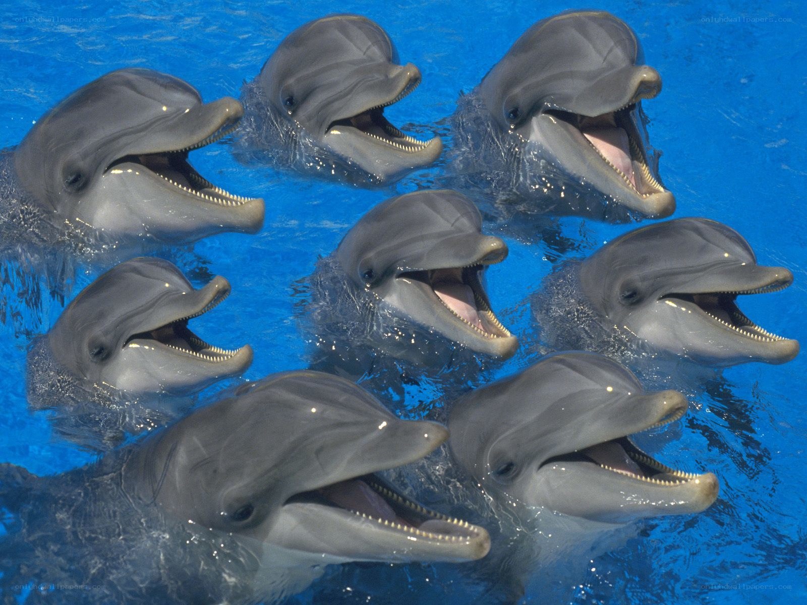 dolphins in blue water