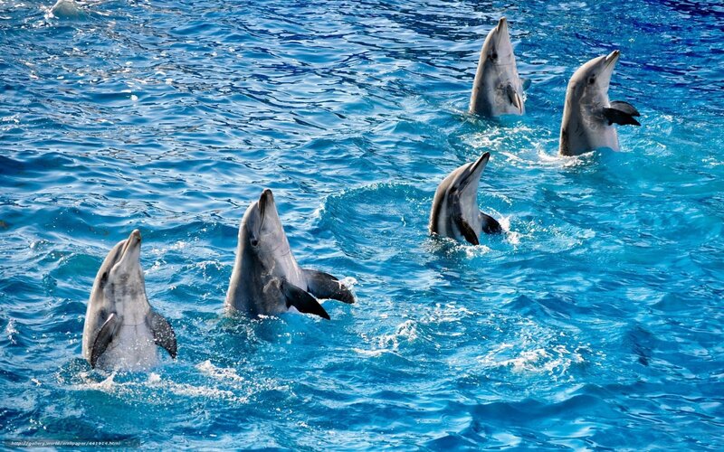 Dolphins in Blue Water — Active, Afternoon