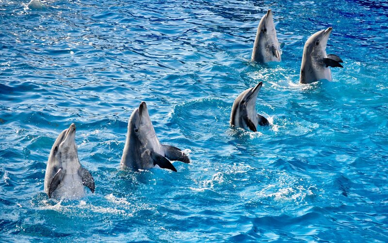 Dolphins in Blue Water — Active