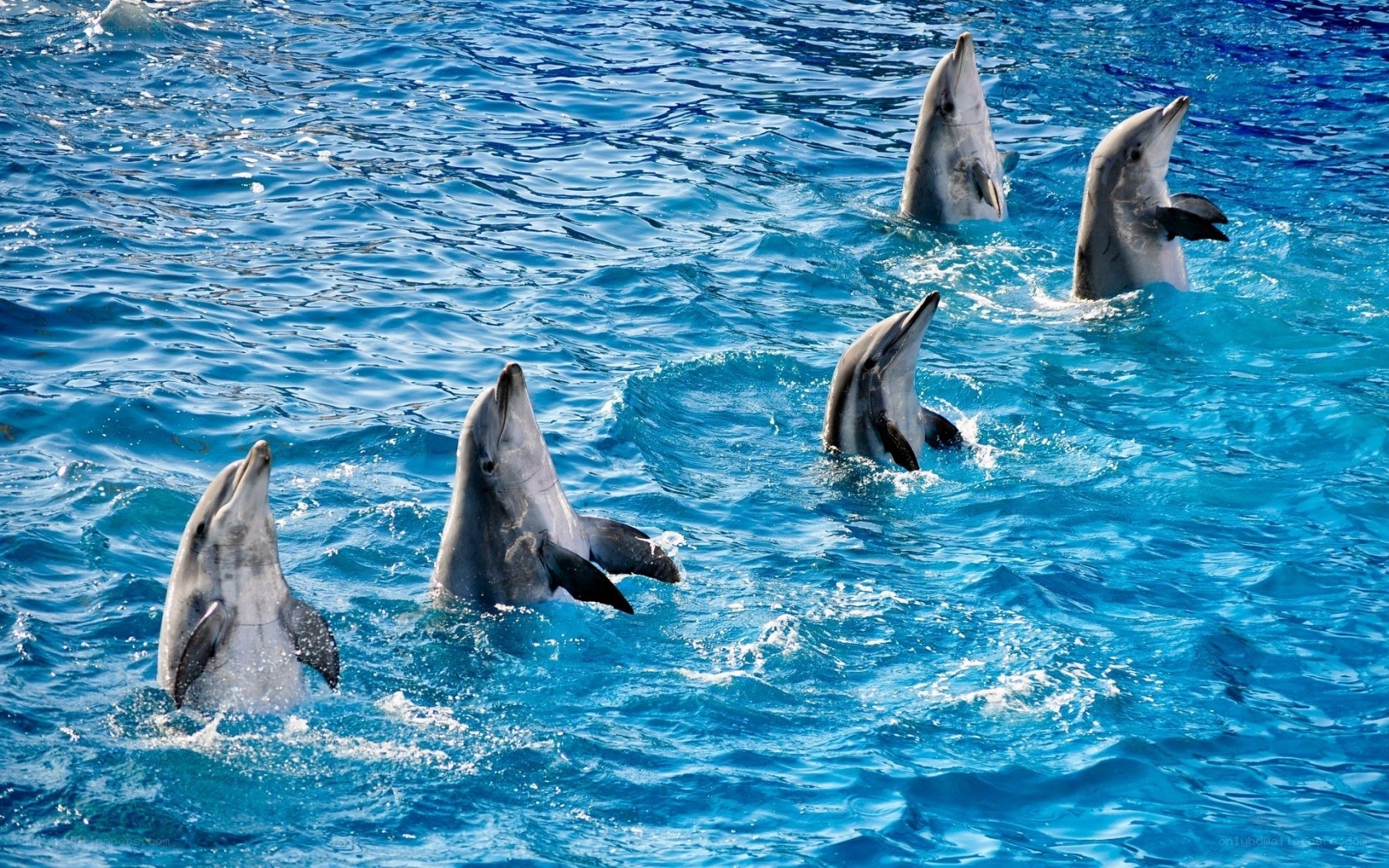 dolphins in blue water