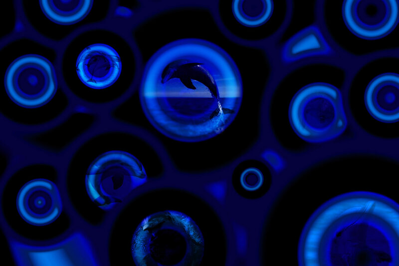 Dolphins in Bubbles — Blue
