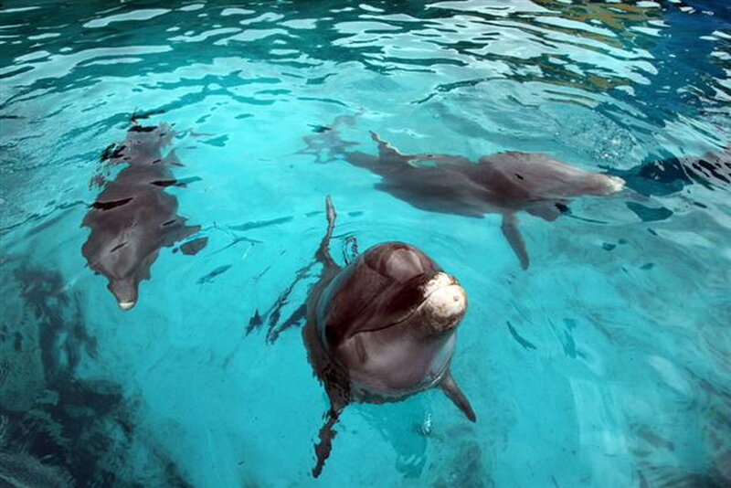 Dolphins in Clear Water — Blue