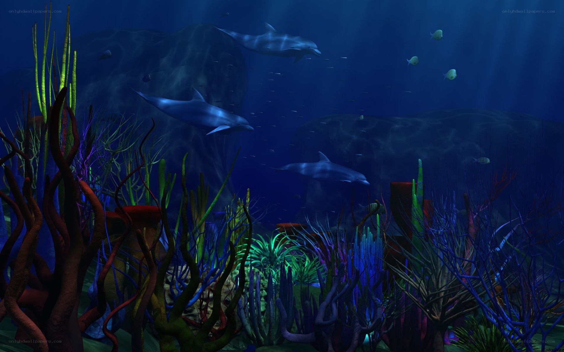 Dolphins in coral reef