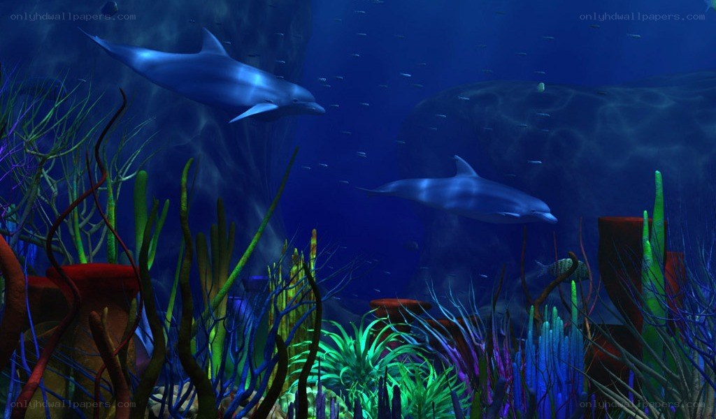 Dolphins in coral reef