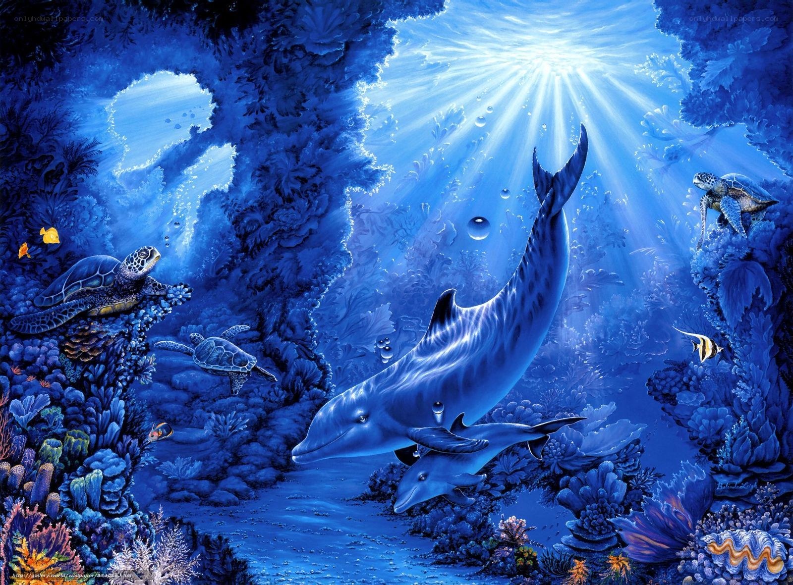 Dolphins in coral reef