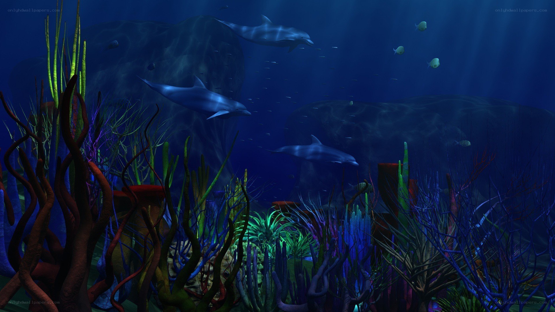 dolphins in coral reef
