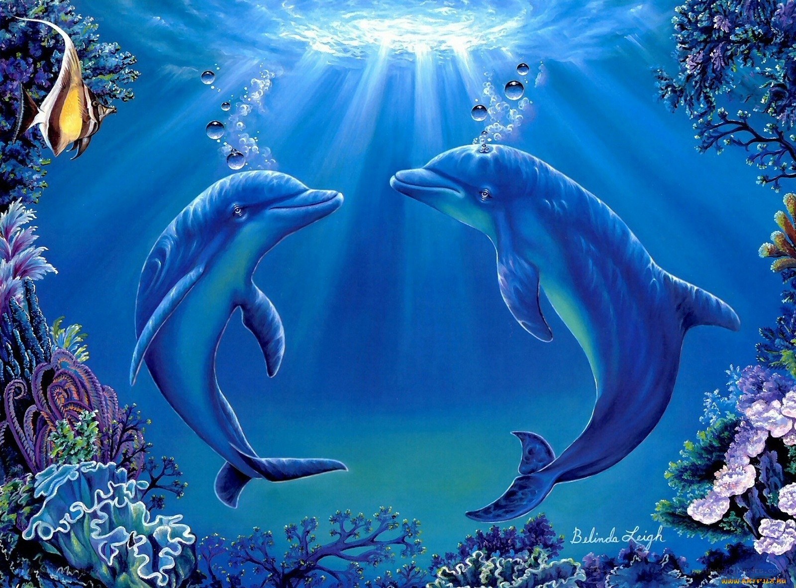Dolphins in coral reef