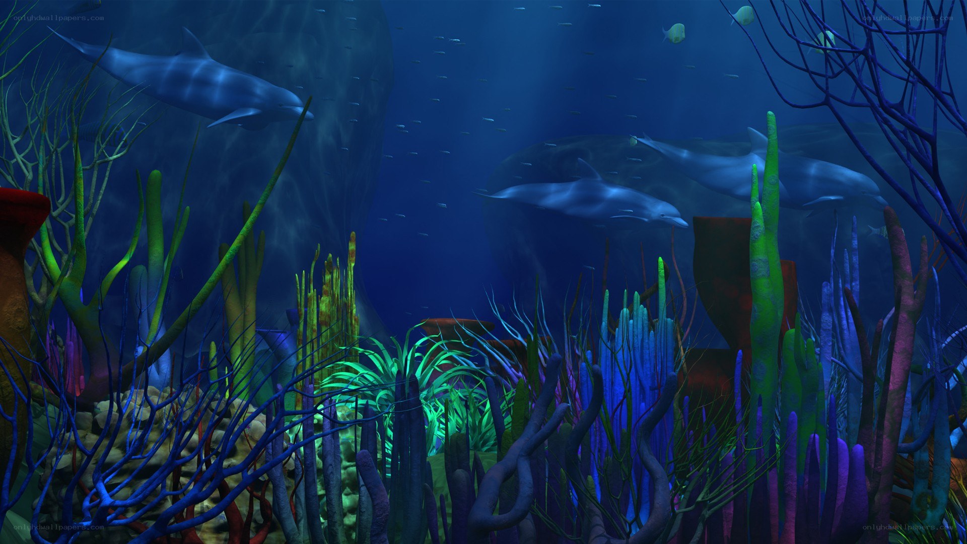 dolphins in coral reef