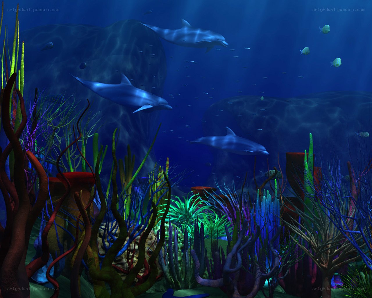 Dolphins in coral reef