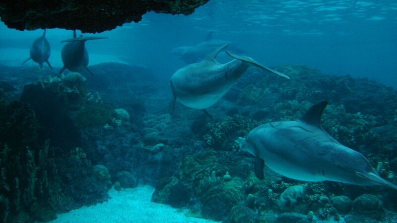 Dolphins in Coral Reef — Blue, Serene, Photograph