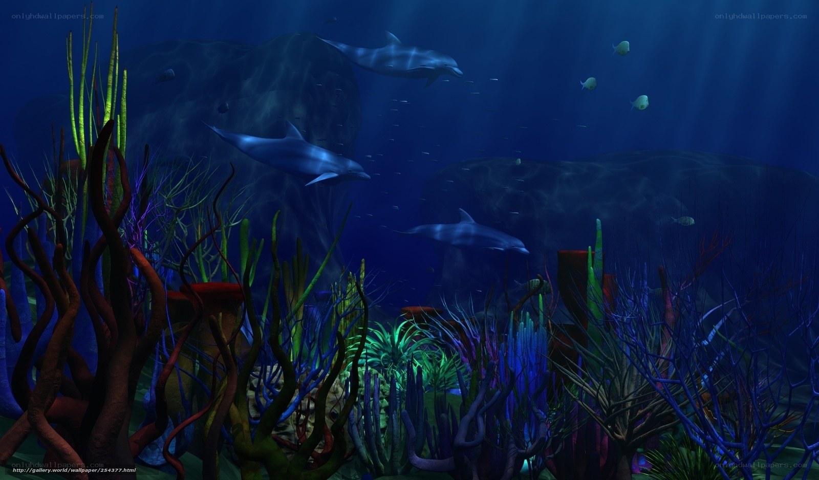 Dolphins in coral reef