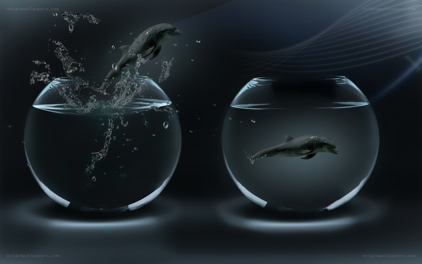 Dolphins in fishbowls