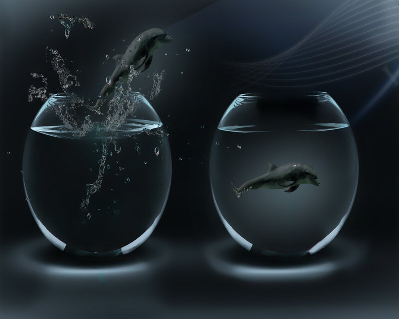 Dolphins in fishbowls