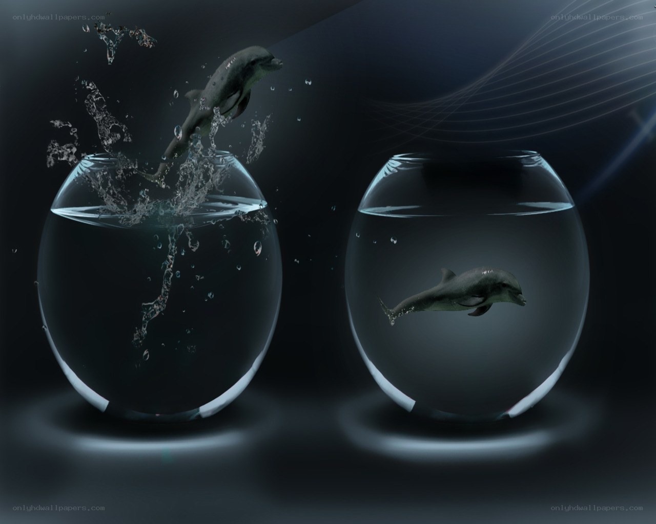 Dolphins in fishbowls