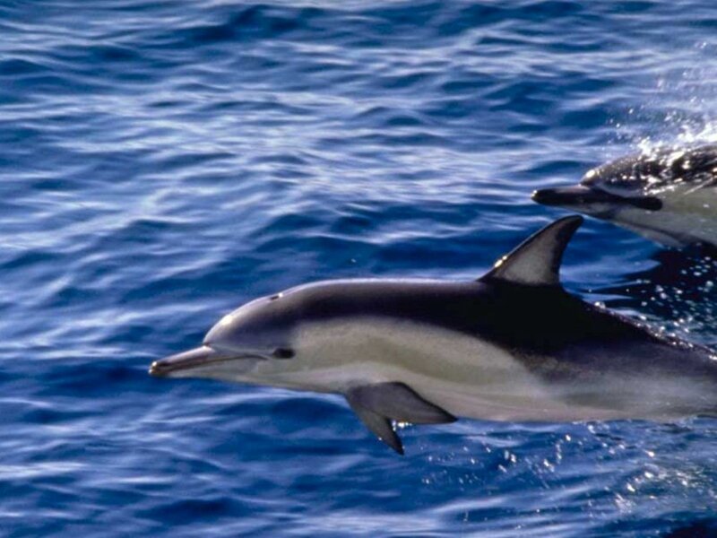 Dolphins in Ocean — Blue, Active, Afternoon, Photograph