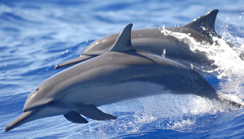 Dolphins in Ocean — Blue, Active, Afternoon