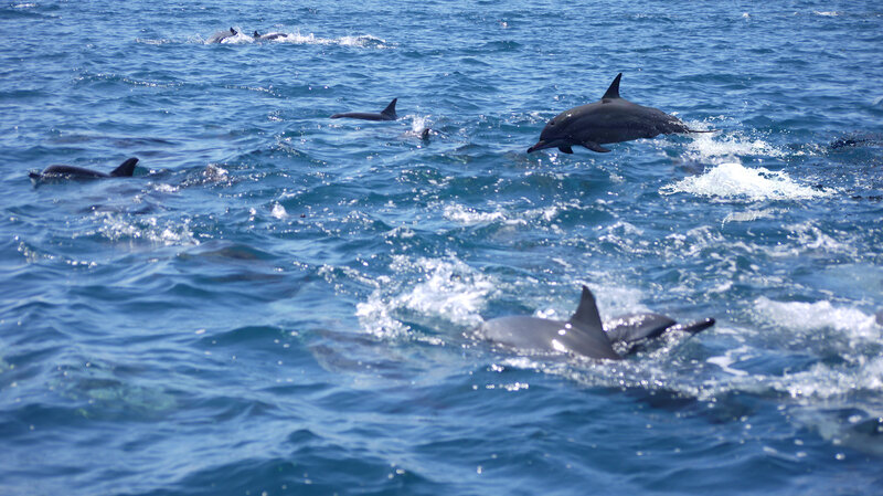 Dolphins in Ocean — Blue, Active