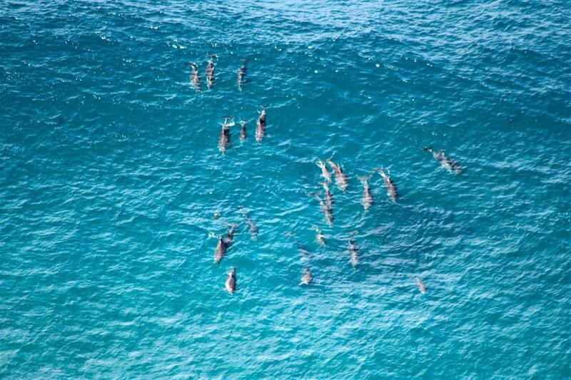 Dolphins in Ocean — Blue, Calm