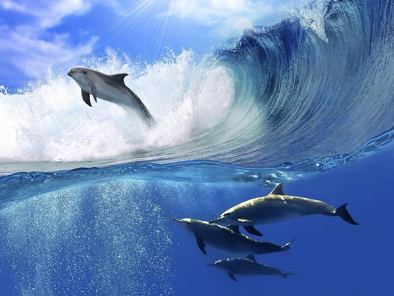 Dolphins in Ocean — Blue, Dynamic, Afternoon