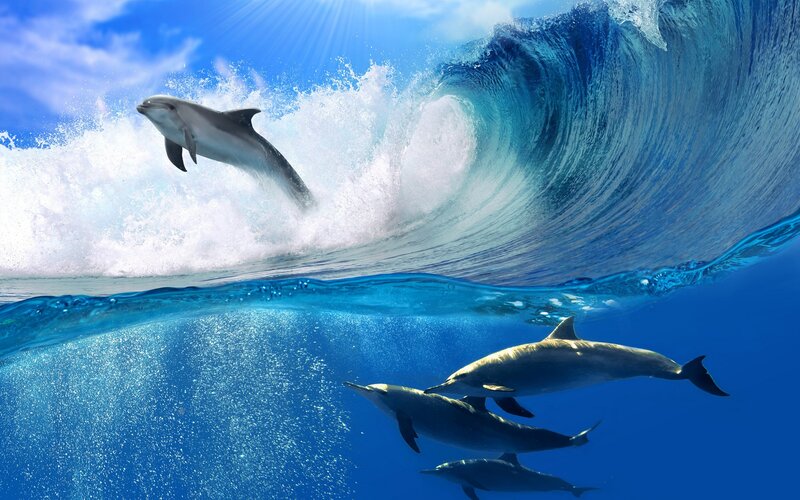 Dolphins in Ocean — Blue, Dynamic