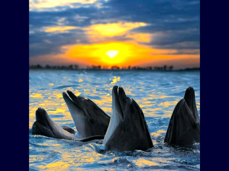 Dolphins in Ocean — Blue, Serene, Sunset, Photograph