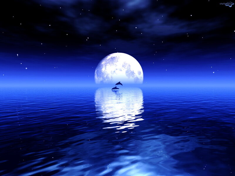 Dolphins in Ocean