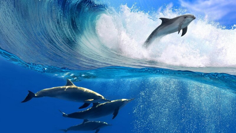Dolphins in Ocean Wave — Blue, Dynamic, Afternoon