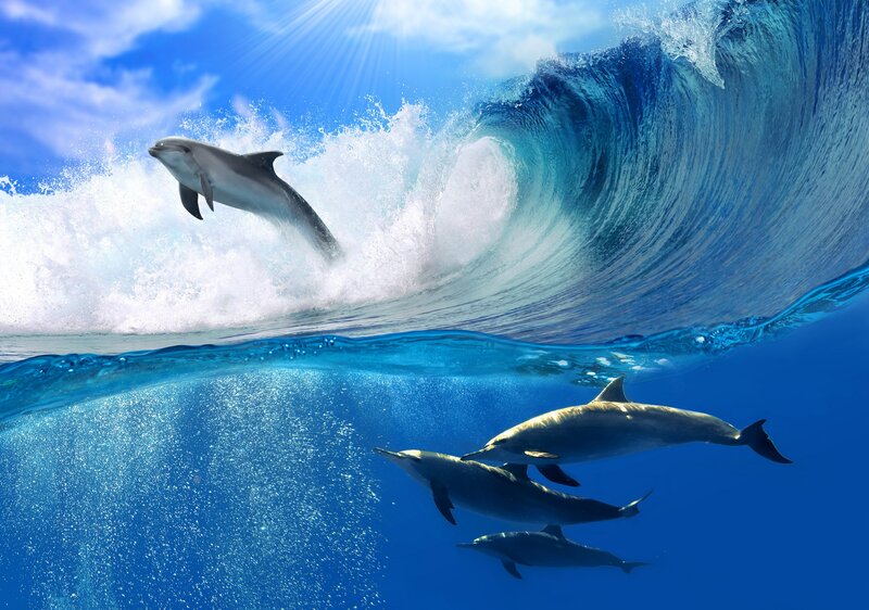 Dolphins in Ocean Wave — Blue