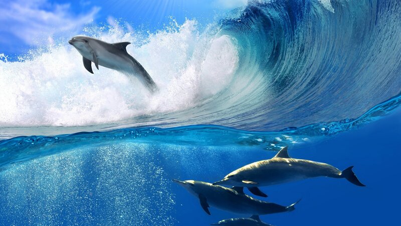 Dolphins in Ocean Wave — Dynamic