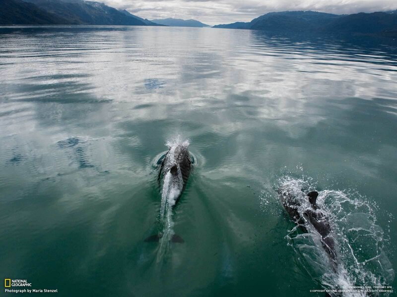 Dolphins in Patagonia