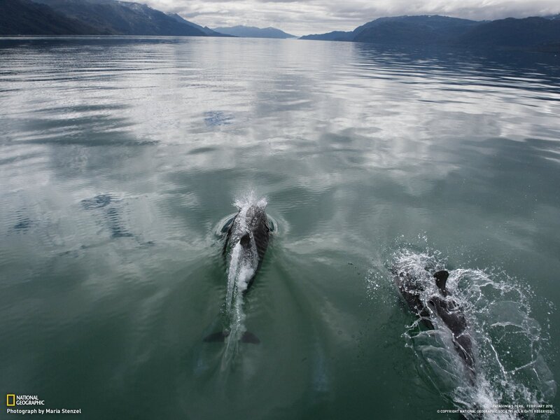 Dolphins in Patagonia waters
