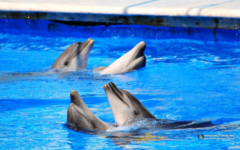 Dolphins in Pool
