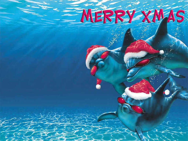 dolphins in santa hats underwater