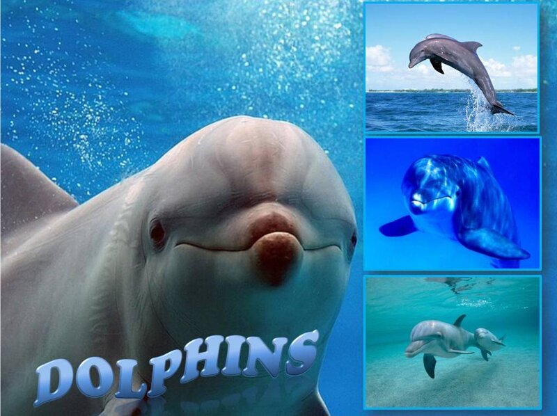 Dolphins in the ocean