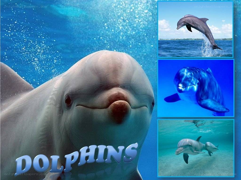 Dolphins in the ocean