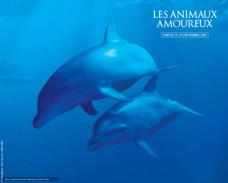 Dolphins in the ocean