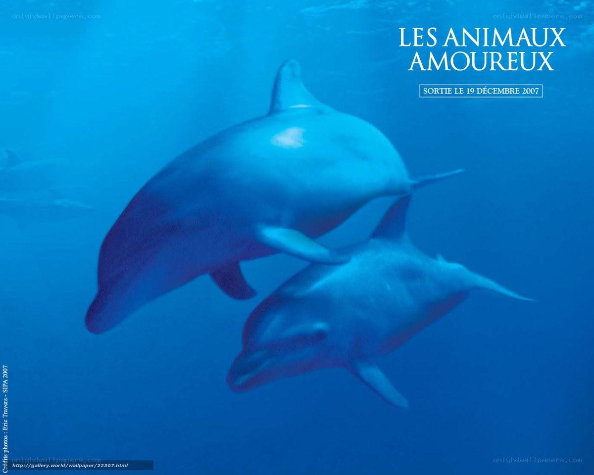 Dolphins in the ocean