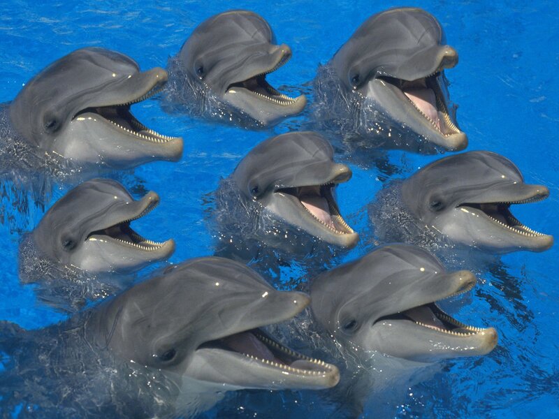 Dolphins in Water — Blue, Photograph