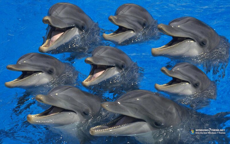 Dolphins in Water — Blue, Playful, Photograph