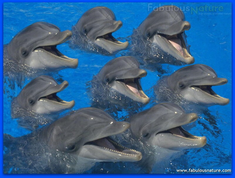 Dolphins in Water — Blue, Playful