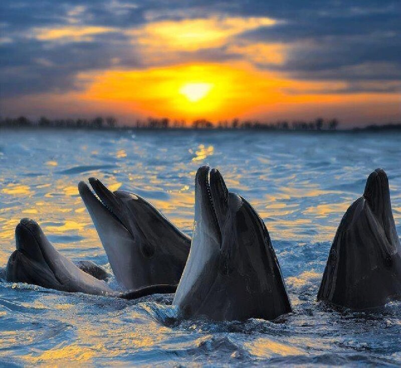 Dolphins in Water — Blue, Serene, Sunset