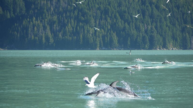 Dolphins in Water — Green, Active