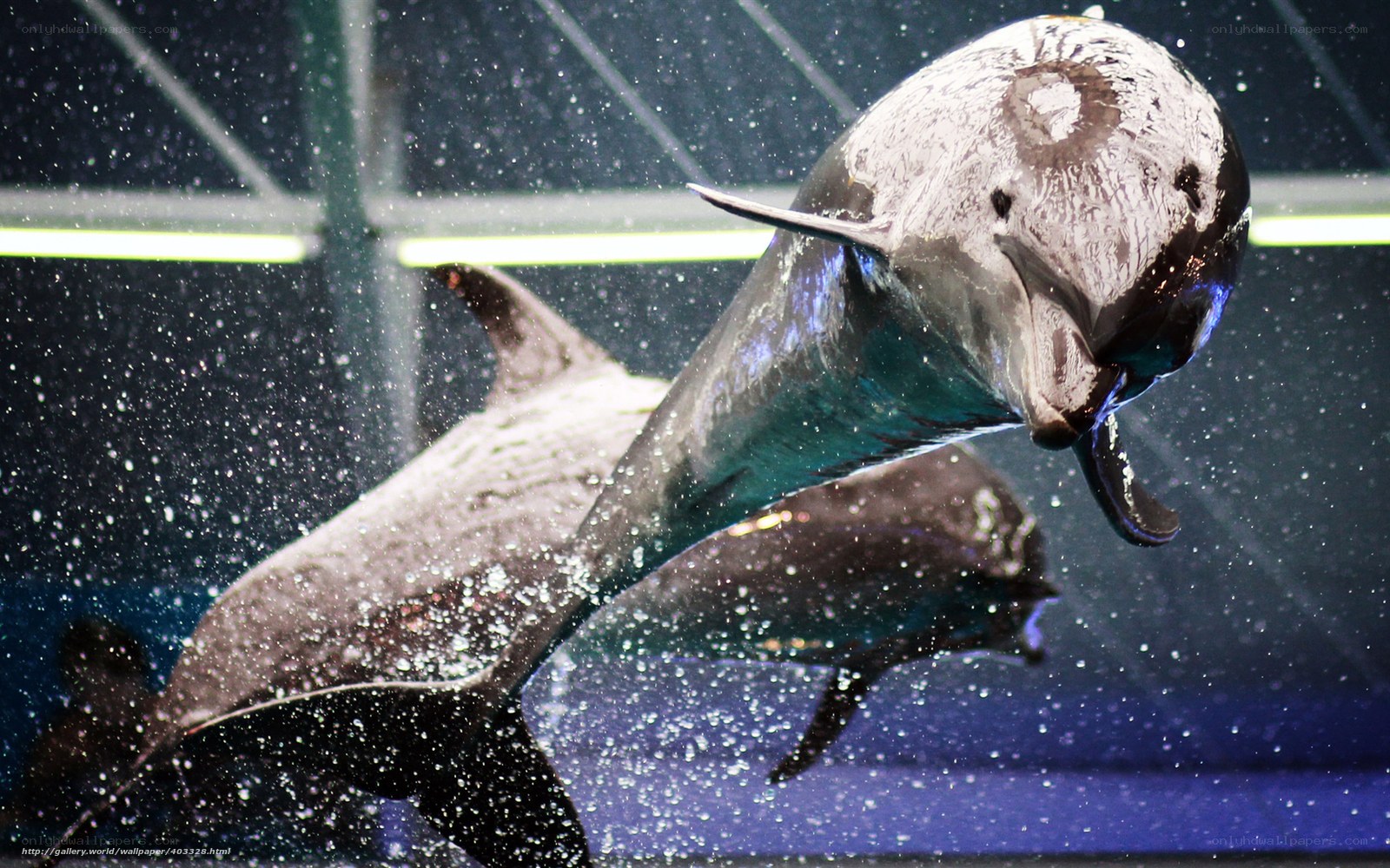 Dolphins in water show